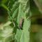 Catepillar