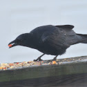 american crow