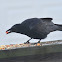american crow