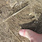Mule deer track