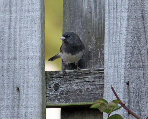 Spotting Image 1