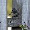 Dark-eyed Junco