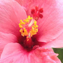 Pink hibiscus