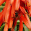 Abeja europea. abeja doméstica o abeja melífera