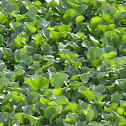 Water Hyacinth