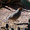 Gambel's Quail