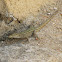 Iberian Wall Lizard