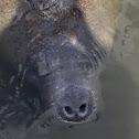 Manatee
