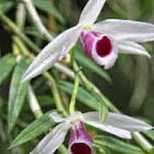 orchid