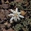 Perezia carthamoides