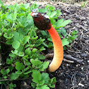 Stinkhorn