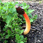 Stinkhorn