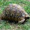 Leopard tortoise