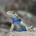 Yarrow's Spiny Lizard