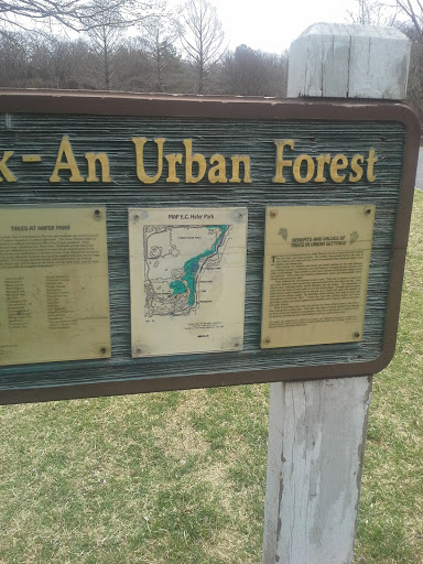 An Urban Forest