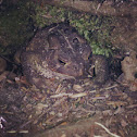 American Toad