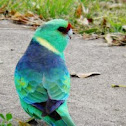 Buln Buln (Mallee ringneck)