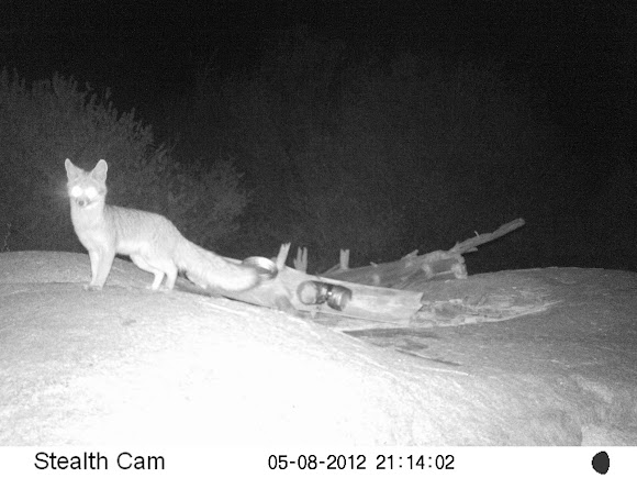 Spotting Image 1