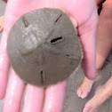 Common Sand Dollar