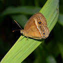 orange bush-brown butterfly