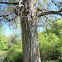 Macedonian Oak