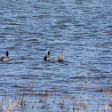 Mallards