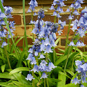 Bluebell