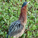Green Heron Butorides virescens