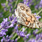 American painted lady