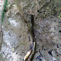 Catfish
