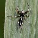 Jumping Spider