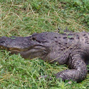 American alligator