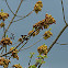 Ruby-throated Hummingbird