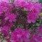 Azalea