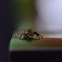 Jumping Spider (Common Housefly Catcher)
