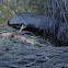 Red-bellied Black Snake