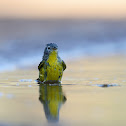 nashville warbler