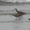 whimbrel