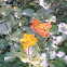 Borboleta