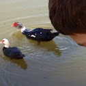 Muscovy Duck