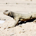 Spiny Tailed Agama