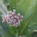 Common Milkweed