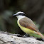 Great Kiskadee