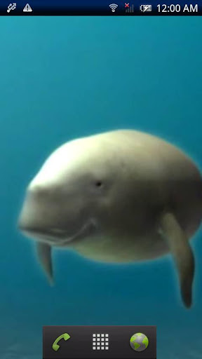 Dugong