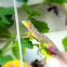 garden lizard
