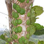 Shingle Plant