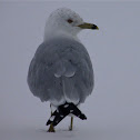 Seagull