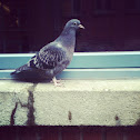 Feral pigeon