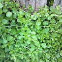 Chickweed