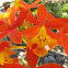 Epidendrum orchid